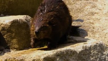 Kayalıklarda yürüyen kunduzlara yakın.