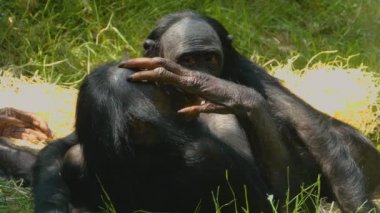 Etrafa bakınan maymunlara yaklaş