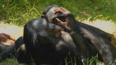 Etrafa bakınan maymunlara yaklaş