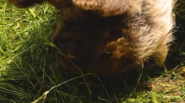 Yeni Zelanda KuneKune Domuzu 'na yaklaş 