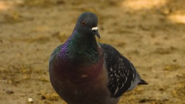 Etrafa bakınan kuşlara yaklaş.