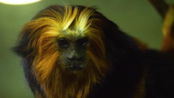 Großaufnahme Von Löwen Tamarin Affe — Stockvideo