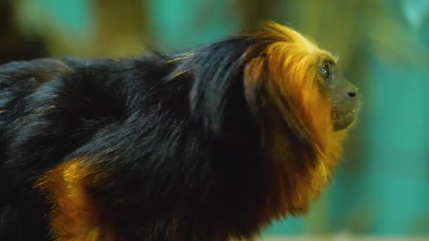 Close Lion Tamarin Monkey — Stockvideo