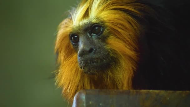 Close Lion Tamarin Monkey — Video Stock