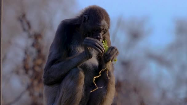 Close Spider Monkey — Stock Video