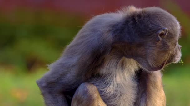 원숭이의 클로즈업 — 비디오