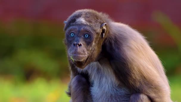 Close Macaco Aranha — Vídeo de Stock