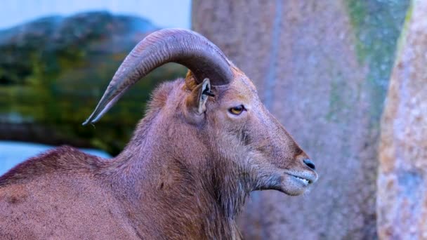 Close Mountain Goat Summer — Stock Video