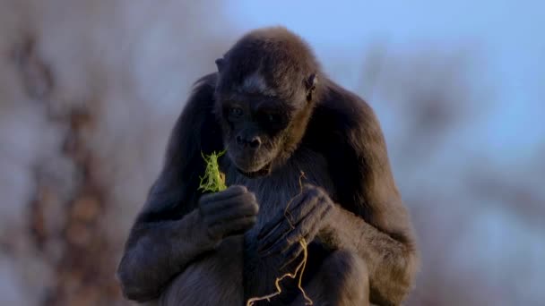 Close Macaco Aranha — Vídeo de Stock