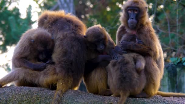 Close Bleading Heart Monkeys Baboones — Stock Video