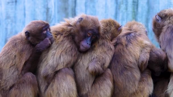 Close Macacos Coração Babuínos — Vídeo de Stock