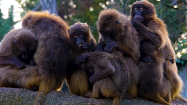 クローズアップのリーディングハート猿のバブーン — ストック動画