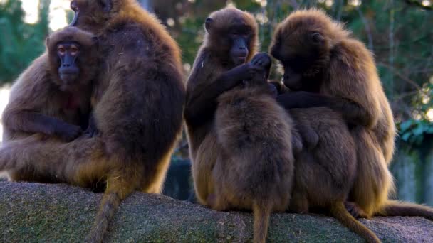 Close Bleading Heart Monkeys Baboones — Stock Video