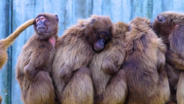 Tutup Dari Pemutih Hati Monyet Baboones — Stok Video
