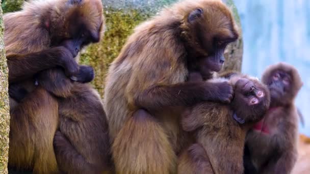 Primo Piano Bleading Cuore Scimmie Babbuini — Video Stock
