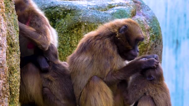 Close Bleading Heart Monkeys Baboones — Stock Video
