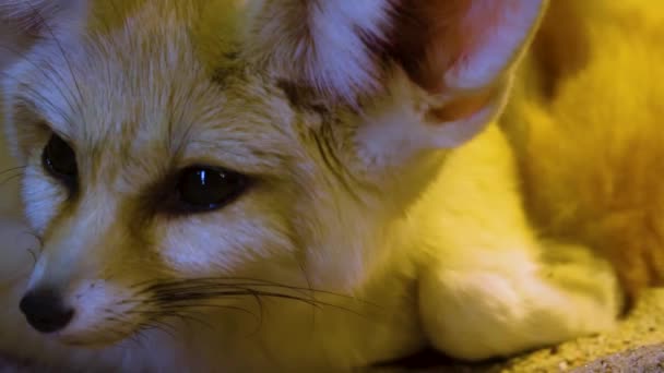 Primer Plano Del Zorro Desértico Fennec — Vídeos de Stock