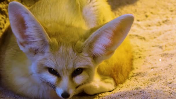 Close Fennec Desert Fox — Stockvideo