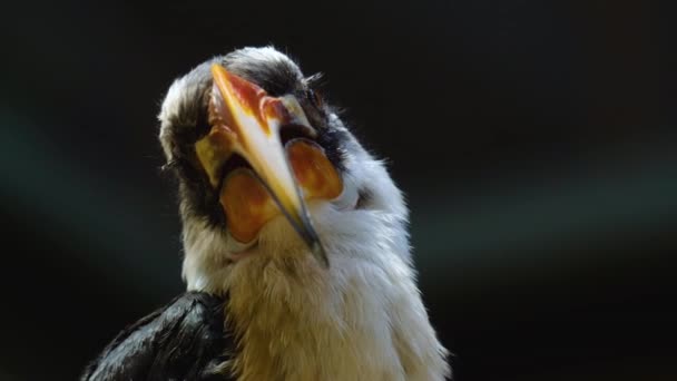 Close Van Toko Vogel Von Der Deckens — Stockvideo