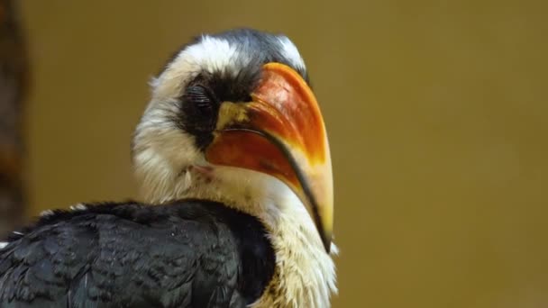 Крупный План Птицы Токо Фон Дер Декенс — стоковое видео