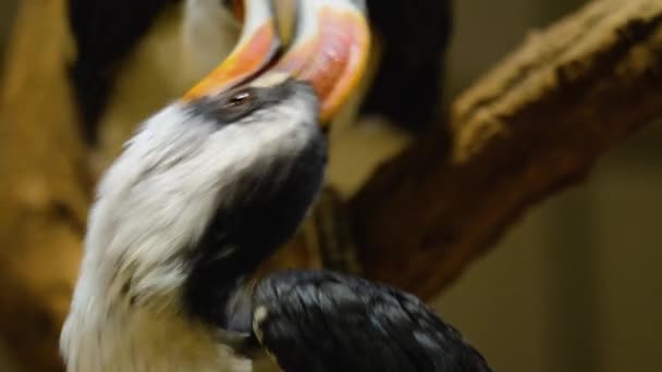 Покриття Птаха Токо Фон Дер Декенса — стокове відео