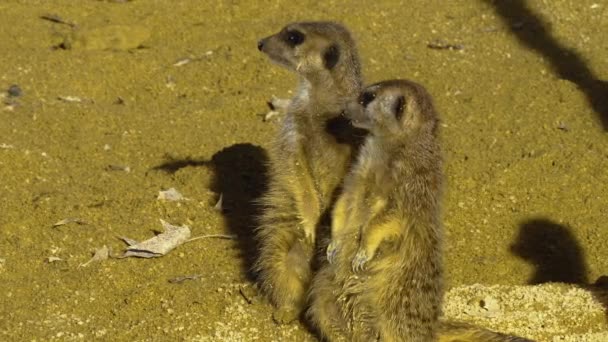 Sluiten Van Stokstaartjes Het Zand Een Zonnige Dag — Stockvideo