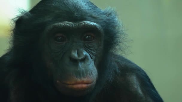 Nahaufnahme Eines Affen Der Sich Umschaut — Stockvideo