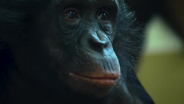 Zblízka Opice Rozhlížející — Stock video