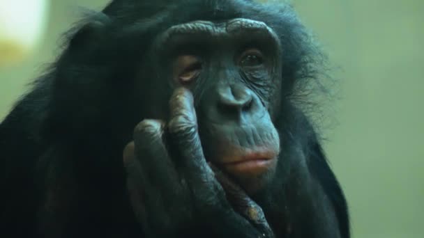 Nahaufnahme Eines Affen Der Sich Umschaut — Stockvideo