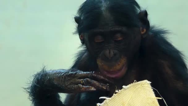 Крупним Планом Мавпа Дивиться Навколо — стокове відео