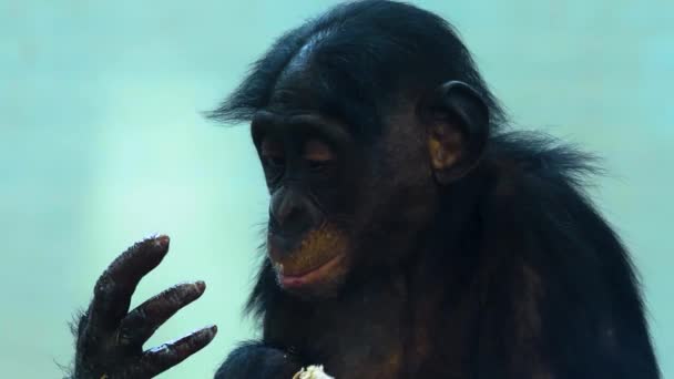 Zbliżenie Małpy Rozglądającej Się — Wideo stockowe