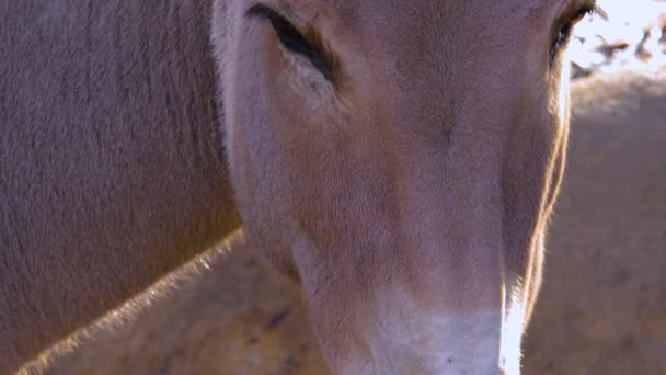 Close Somali Wild Ass Donkey — Stockvideo