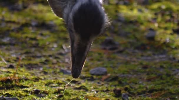 Primer Plano Del Pájaro Mirando Alrededor — Vídeos de Stock