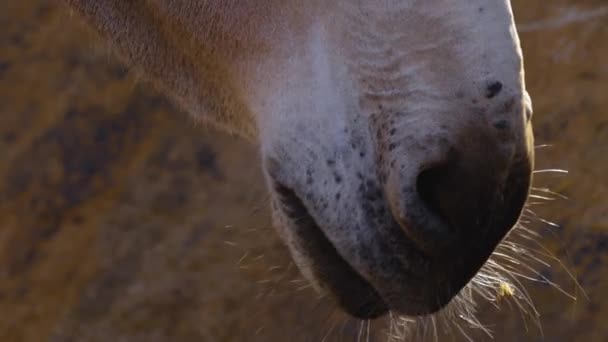 Close Somali Wild Ass Donkey — Video Stock