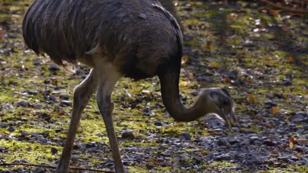 Primo Piano Degli Uccelli Che Guardano Intorno — Video Stock