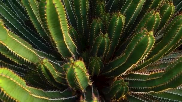 Zbliżenie Kaktusa Patelnią Słoneczny Dzień — Wideo stockowe
