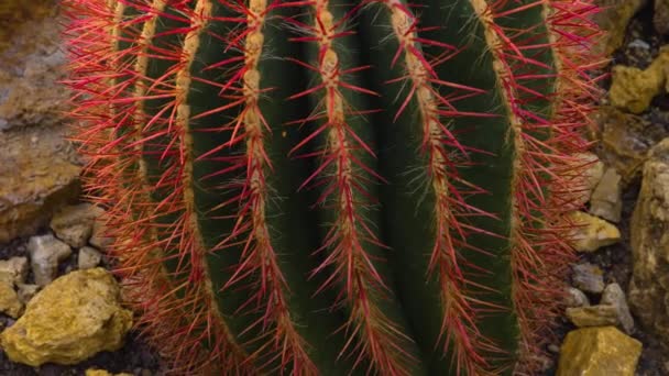 Close Cactus Pan Sunny Day — Vídeo de Stock