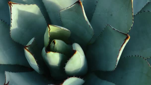 Zavřít Kaktus Pánví Slunečného Dne — Stock video