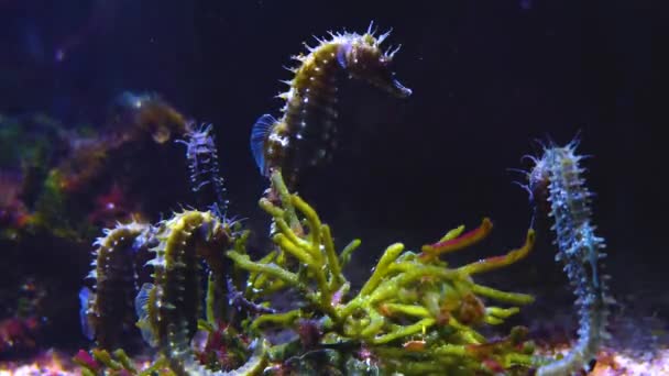 Primer Plano Del Caballito Mar Bajo Agua — Vídeos de Stock