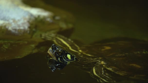 Крупним Планом Черепахи Дивляться Навколо — стокове відео