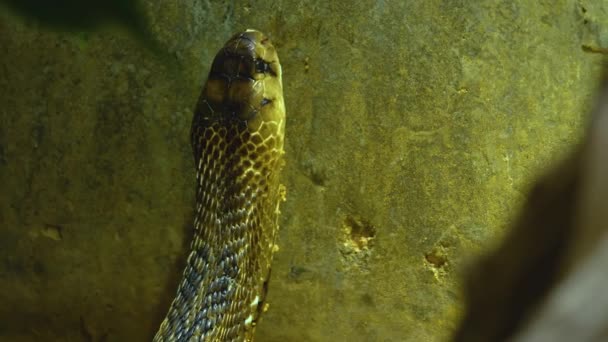 Primer Plano Reptiles Mirando Alrededor — Vídeo de stock