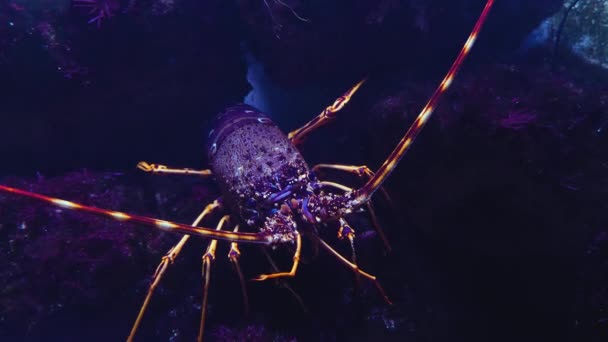 Gros Plan Sur Crabe Homard Déplaçant — Video