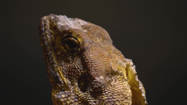 Nahaufnahme Eines Reptils Das Sich Umschaut — Stockvideo