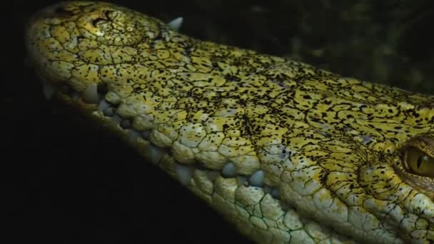 Close Reptile Looking — Stockvideo