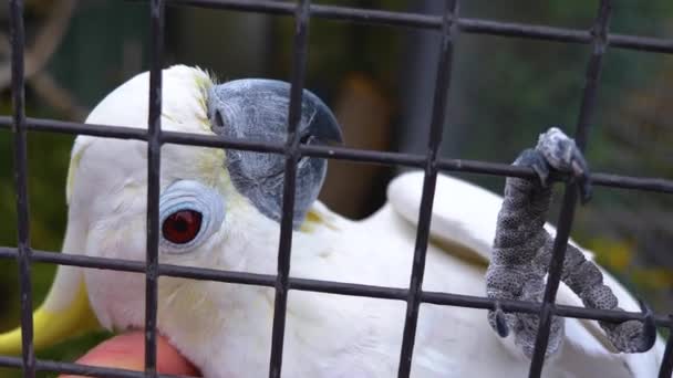 Close White Cockatoo Parrot Head Looking — Stock Video