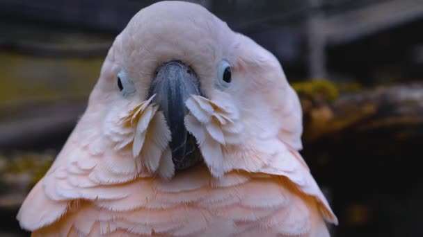 Großaufnahme Von Weißem Kakadu Papageienkopf Der Sich Umschaut — Stockvideo