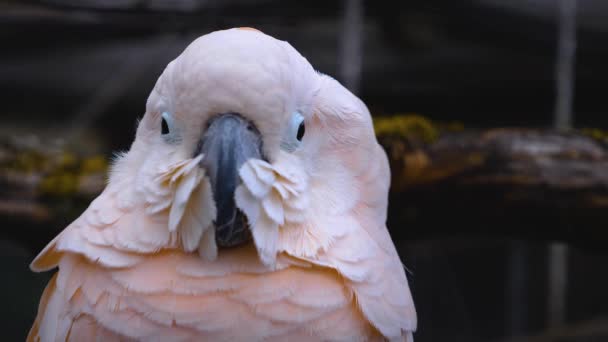 Close White Cockatoo Parrot Head Looking — Stock Video