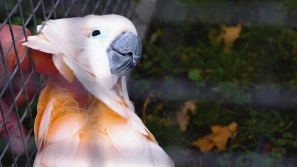 Etrafa Bakan Beyaz Papağan Kafalılara Yaklaş — Stok video