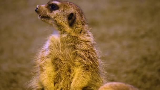 Close Meerkat Looking — стоковое видео