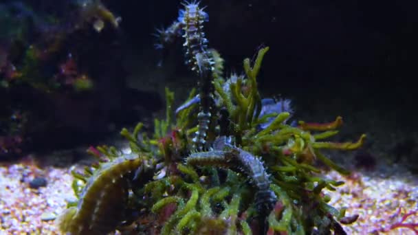 Close Seahorse Underwater — Vídeo de Stock